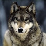 Dixie - @dixie_the_wolf - Instagram