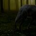 Dixie Wolf - Facebook