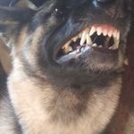 Fan page and editz😌 - @service_wolf_dixie_fanpage - Instagram