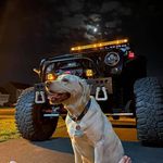 Greg McGhee - @dixie.wolf.2.0 - Instagram
