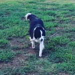 Dixie - @dixie_the_young_collie - Instagram