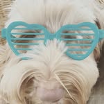 Dixie Young - @therealdixiedoodle - Instagram