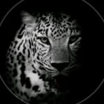 diyar - @diyarbamerni009 - Instagram