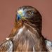 Dj Falcon - Facebook
