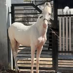 Ishwar Singh - @horse_dj_lowers88 - Instagram