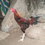 Narsimha Reddy Jaapa - @djreddy5555 - Instagram