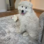 Dmitri “Dimi” Cortes-Smith - @dimithesamoyed - Instagram