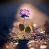 Kdpham - @doan.pham428 - TikTok
