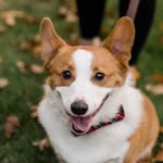Dobby aka Dobson - @dobsonthecorgi - Instagram
