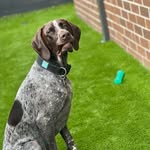 Dobby - @dobby_dobson_gsp - Instagram