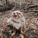Dobby, dobert, shit butt - @dobbydobson - Instagram