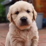 Dobby Dobson - @dobby_dobs0n - Instagram