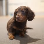 Dobby Dobson 👑 - @dobby.doxie - Instagram