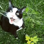 Dobby - @mr_dobby_dobson_and_friends - Instagram