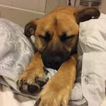 Hi I’m Dobby Dobson🍩 - @dobby_therescue - Instagram