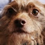 Dobby Smith - @mrdobbydog - Instagram