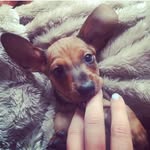 Dobby Smith - @dobbytheminidachshund - Instagram