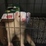 Dobby Smith - @dobbytheferret - Instagram