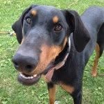 Charlene Barton - @dogdocbarton - Instagram
