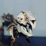 Doc. Bone - @doc._bone - Instagram