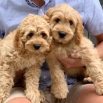 Doc & Cooper - @doc_and_coop - Instagram