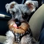 Doc Cooper Holiday - @cooperholiday2020 - Instagram
