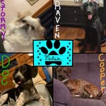 Doc Cooper Stormy Raven & Journey - @doc_and_friends_daily_life - Instagram