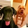DOC&COOPER - @goodestboyz - TikTok