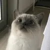 DocCooper - @foodtokjoshy - TikTok
