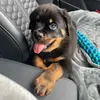 rottweilerroccox - @sbyjdoccox - TikTok