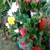 DoñaPlanta - @docflowers.22 - TikTok