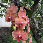 Marielza - @mari_docflowers - Instagram