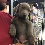 Doc Ford - @doc.the.silver.lab - Instagram
