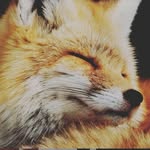 @docf.ox - Instagram