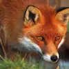 Doc.Fox 🦊 - @robloxfoxyy - TikTok
