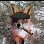 Docfox - @docf_ox - Instagram