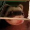 Docfox - @theferretkkng - TikTok