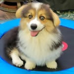 Doc Gilmore - @docthefluffy - Instagram