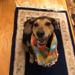 Doc Gordon - @dr.hipsterhound - Instagram