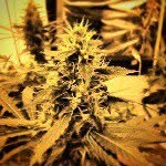 doc greene - @doc_greene02 - Instagram