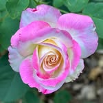 Diane Cease Harper - @docharper - Instagram