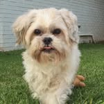 Doc Heath - @doctheshihtzu - Instagram