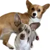 Doc & LD - @docandlittledog - TikTok
