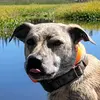 PetDocMalone - @docmalone00 - TikTok
