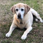 Doc Manning - @labrador_doc - Instagram