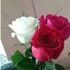 DoDo - @dohamalek493 - TikTok
