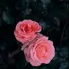 Doha Malek - @doha.malek8 - TikTok