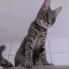 😍ochi căprui😍 - @doinarosu62 - TikTok