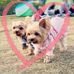 多寶寶快樂誌 Doll Boo Boo the Yorkies - Facebook