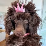 Dolly O'Brien - @hellodollyo - Instagram